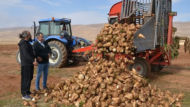 Şeker pancarında verim yüz güldürdü