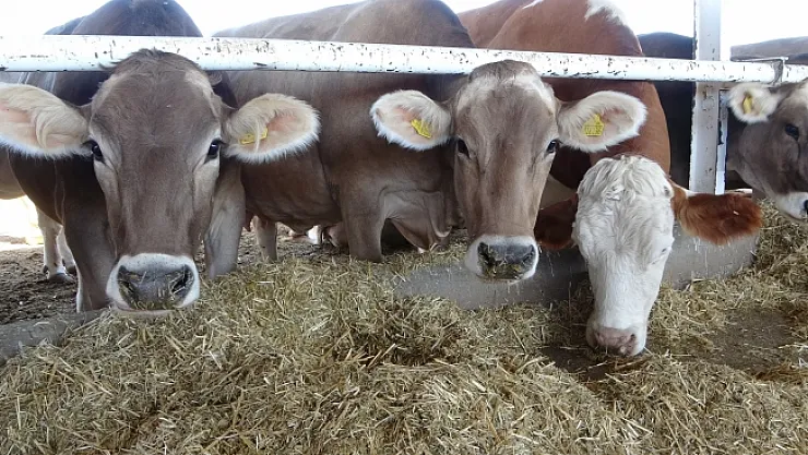 Sultansuyu'nda süt sığırcılığı üretimi arttırılıyor