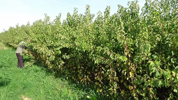 Malatya'da meyve fidanı üretimi devem ediyor