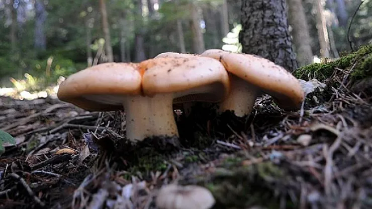 Topladığı mantardan zehirlendi, öldü!