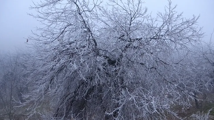 Malatya'da kırağı ağaçları ve bitkileri beyaza bürüdü