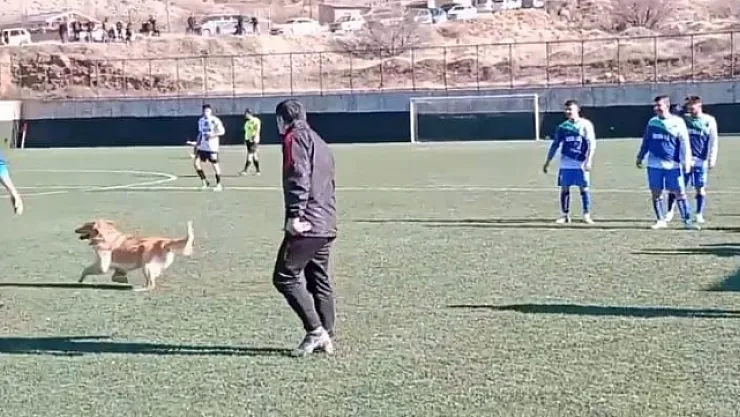 Sahaya giren köpek maçı durdurdu