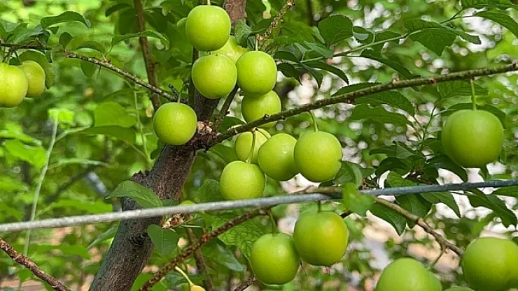 Eriğin ilk hasadını yaptılar...Fiyatı altınla yarışıyor