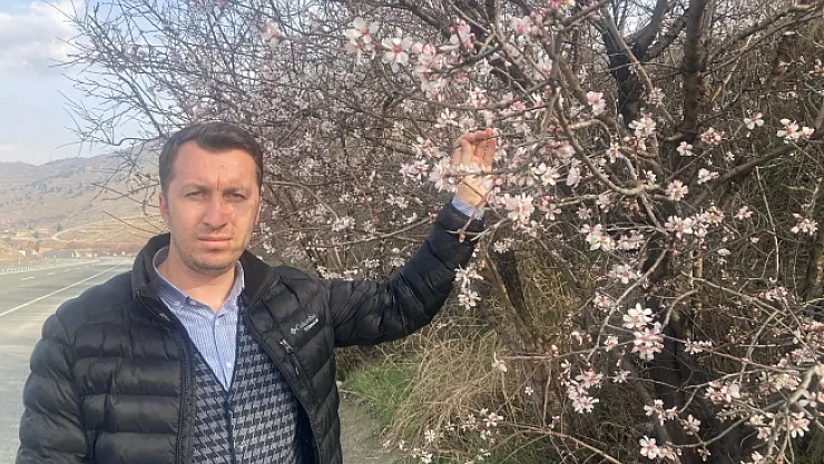 Korkulan oldu! Malatya'da badem ağaçları çiçek açtı