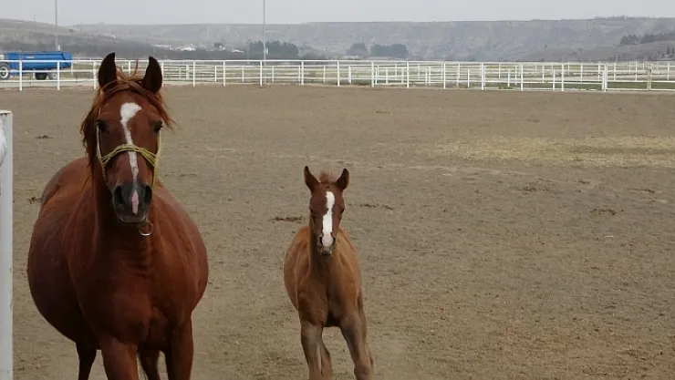 Şampiyon adayı taylar dünyaya gözlerini açmaya başladı