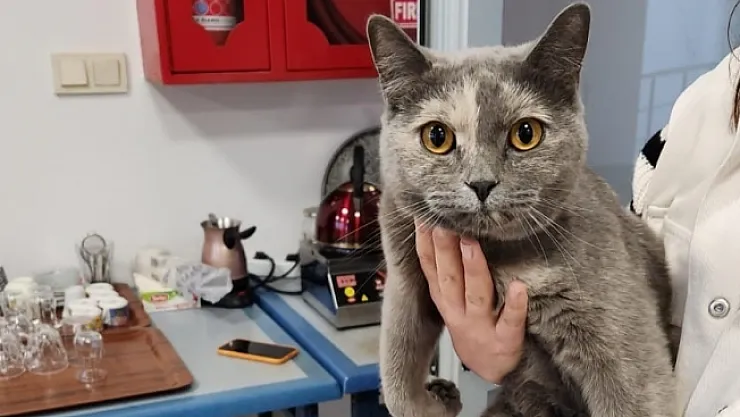 Çatıya sıkışan kediyi personeller kurtardı