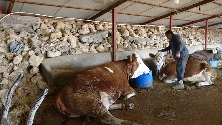 Depremzede hayvan yetiştiricileri üretimlerini sürdürüyor