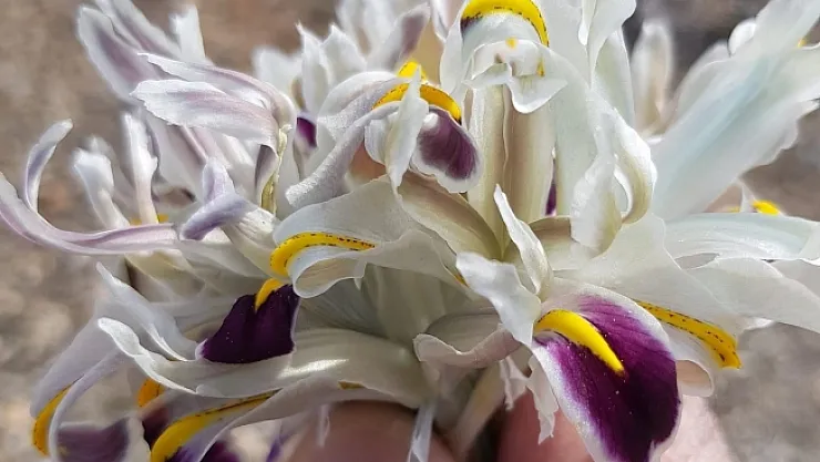 Malatya'da Nevruz Çiçekleri açtı