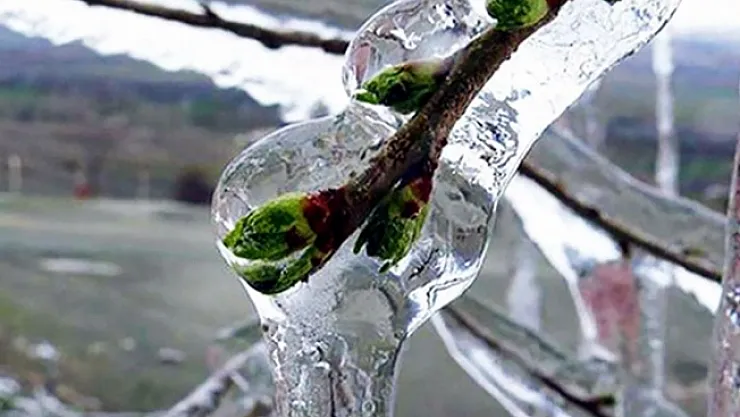 Malatya için zirai don uyarısı