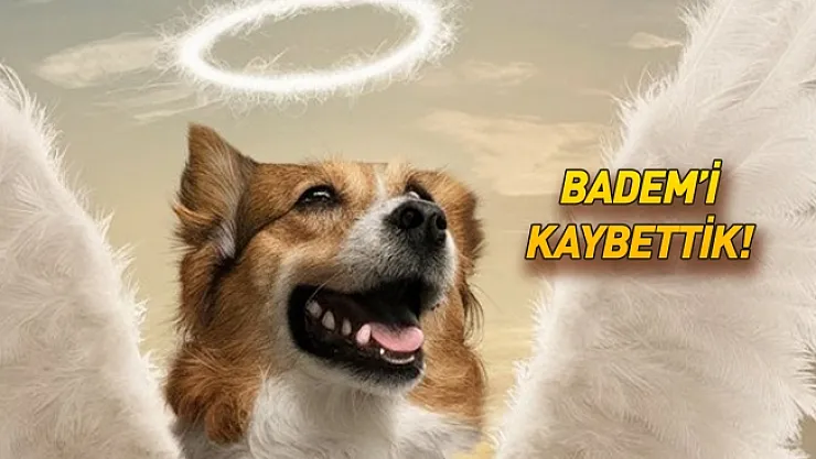 Protokol köpeği Badem'e araba çarptı! KAYBETTİK!