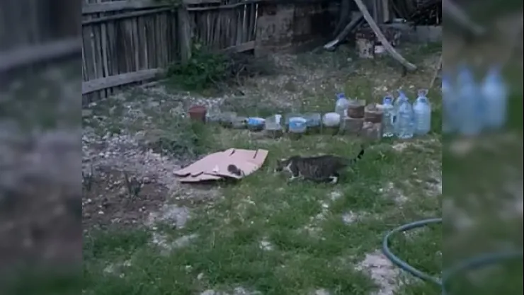 Ağaçta sıkışan yavru kedi kurtarıldı