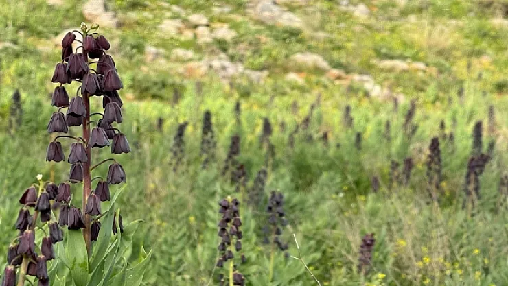 Dağ sümbülleri çiçek açtı