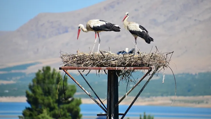 Leylekler Kale ilçesini mekan tuttu