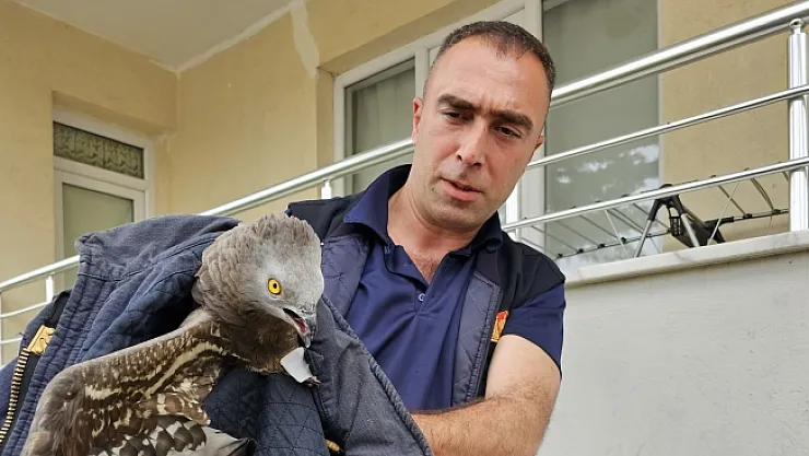 Yaralı şahin koruma altına alındı