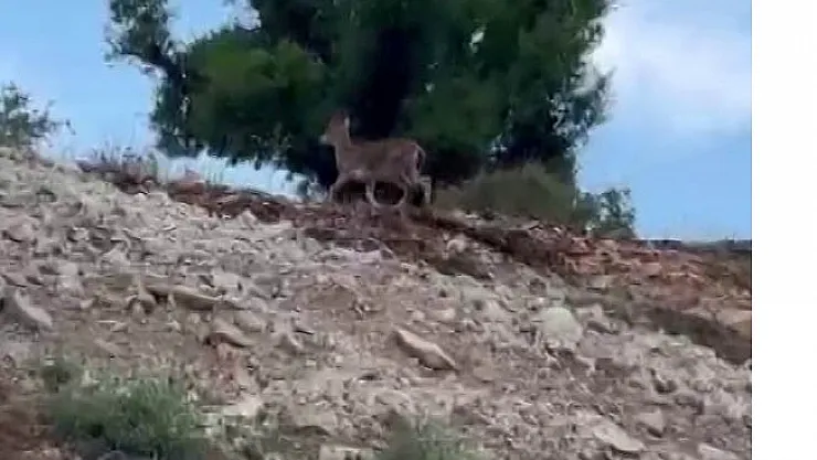 Malatya'da yaban keçileri sürü halinde görüntülendi