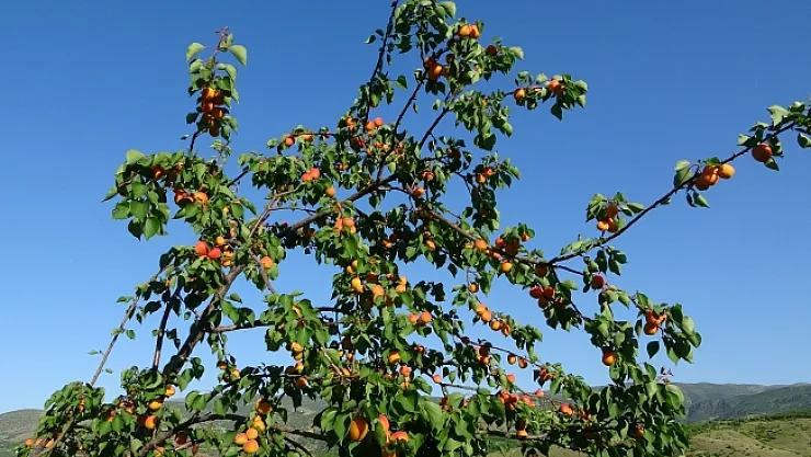 Erkenci kayısıda hasat zamanı