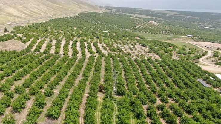 Kayısıyı sis vurdu! Yüzde 60 düşüş bekleniyor!