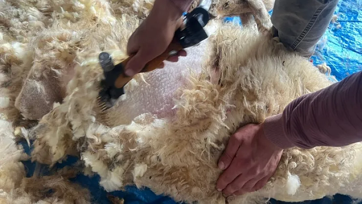 Küçükbaş hayvanlarda kırkımlar başladı