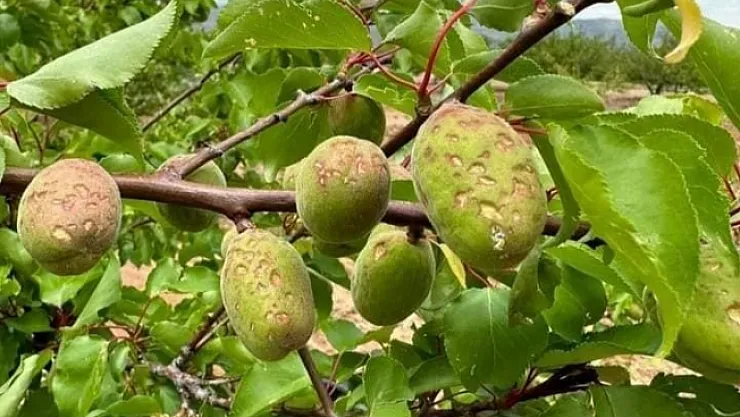 Malatya'da kayısıyı dolu vurdu!