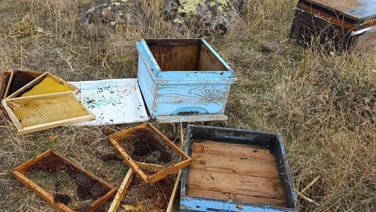 Malatya'da aç kalan ayılar arı kovanlarına saldırdı