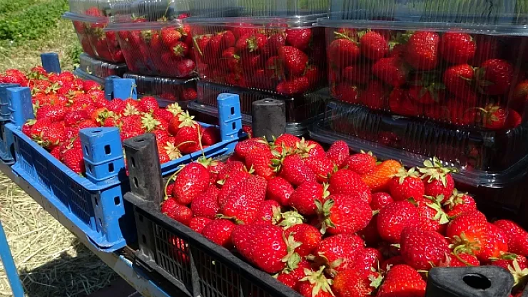 Malatya'da çilek hasadı başladı