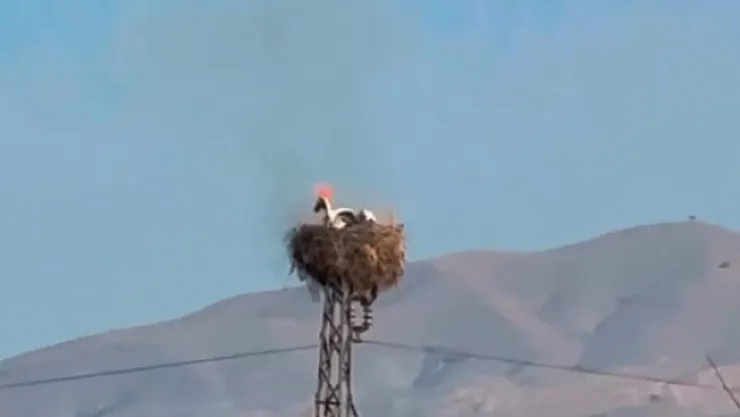 Anne leylek çaresiz kaldı! Yavruları yanarak telef oldu