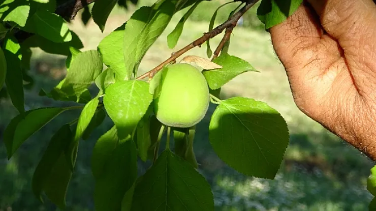 Erik ağacında yetişen kayısı görenleri şaşırtıyor