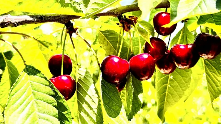 Kiraz üreticisi günlük 2 bin TL'ye işçi bulamıyor