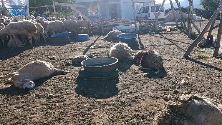 Malatya'da ağıla giren kurt 8 koyunu telef etti