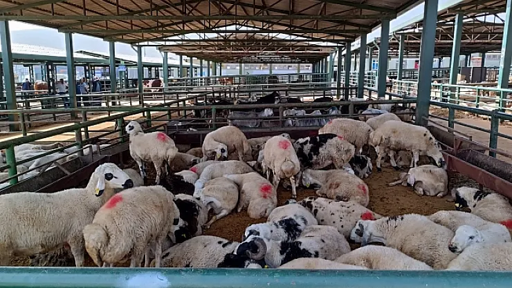 Malatya'da kurbanlıklar alıcılarını bekliyor