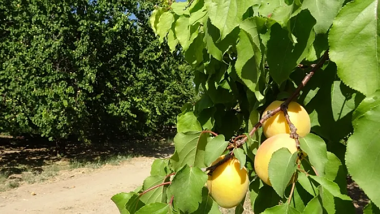Malatya'da 'sarı altın' hasadı başladı