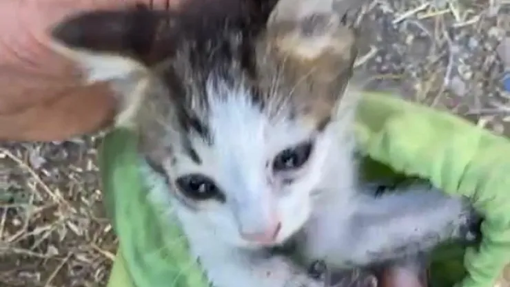 30 metrelik su kuyusuna düşen yavru kedi kurtarıldı