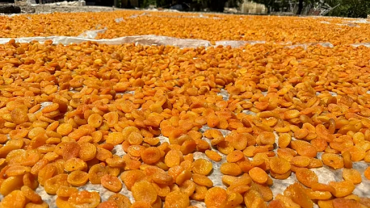 Girdi masrafları yüzde 100 artarken, kayısıda fiyat düştü!