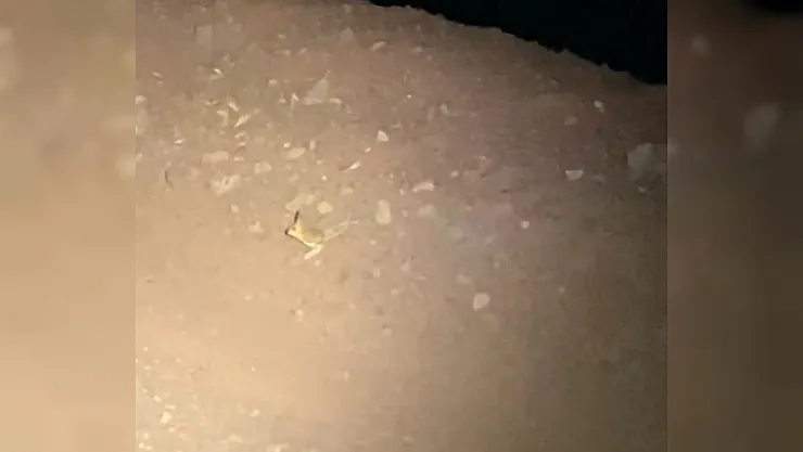 IUCN'nin 'Kırmızı' listesinde Malatya yolunda görüldü