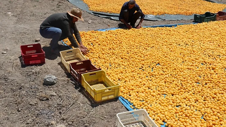 Kayısıda istikrar arayışı sürüyor!