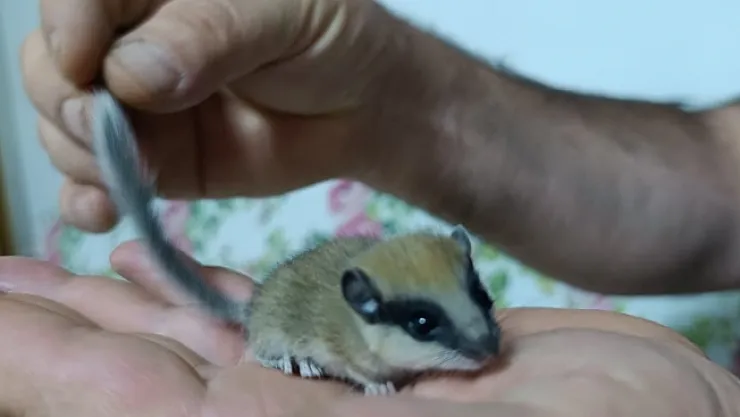 Nesli tehlike altındaki ağaç yediuyurunu sütle besliyor