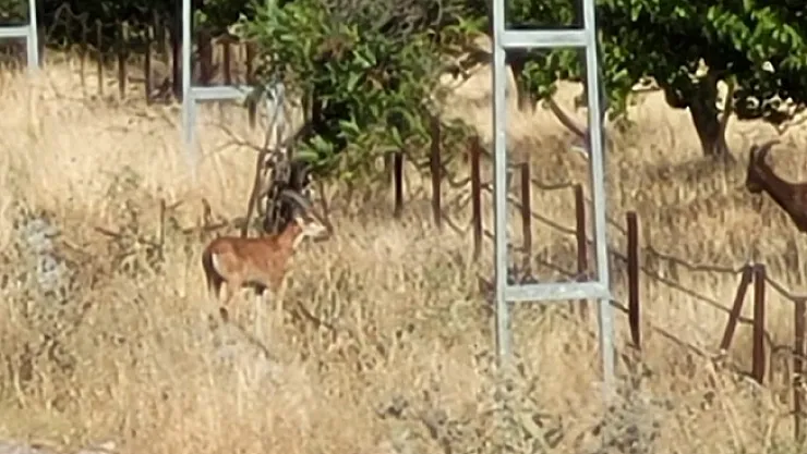 Yaban keçileri kayısı bahçesinde!