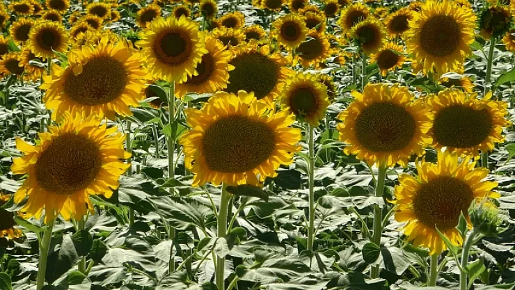Yazıhan'da ayçiçeği tarlaları hasat için gün sayıyor