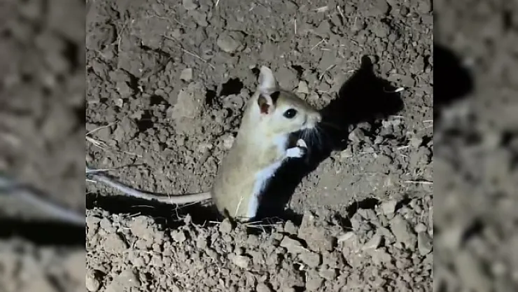 Nesli tehlike altında! Malatya'da görüldü