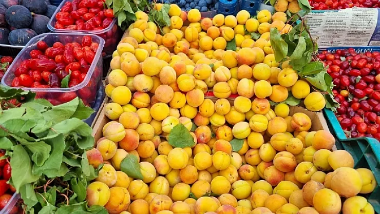 Bu kayısı başka! Hasadı yeni başladı...