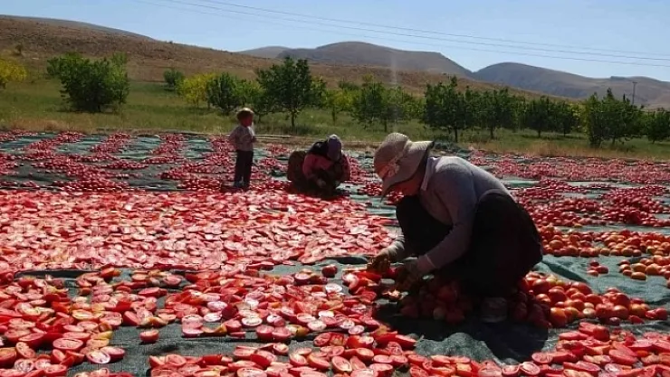Domatesin kurusu yüz güldürüyor