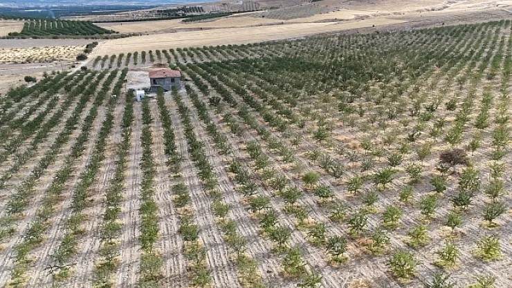 Malatya'da kayısıya alternatif ürün: badem!