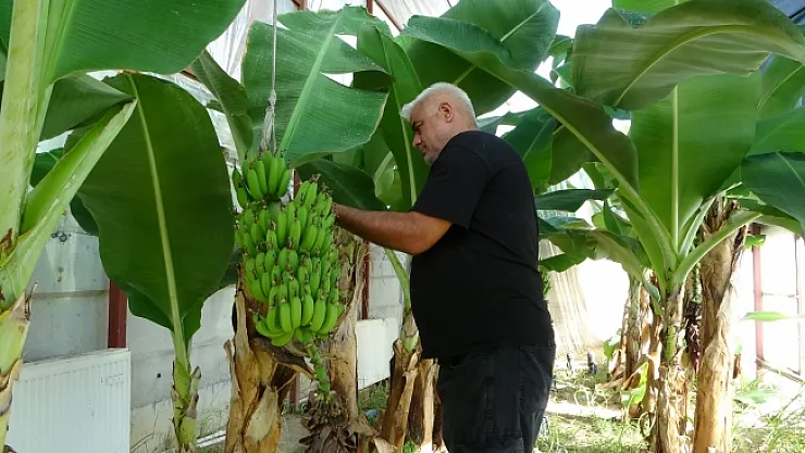 Malatya'da olmaz denileni başardı, serada muz yetiştirdi