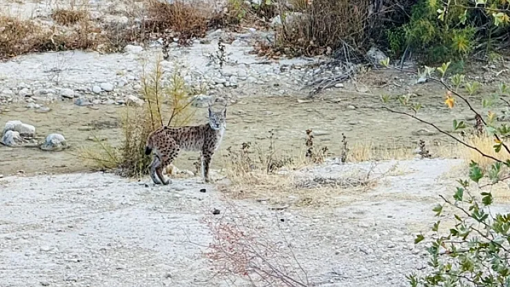 Nesli tükenme tehlikesi altında! Hekimhan'da görüntülendi...