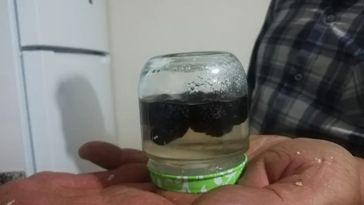 Malatyalı çiftçinin zeytin sevinci! İlk mahsulünü verdi