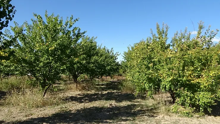 Prof. uyardı! Sağlıklı fidan dikimi şart...