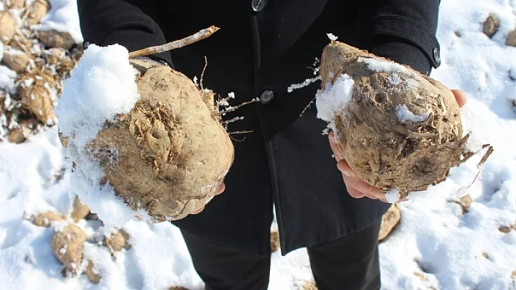 60 bin ton şeker pancarı kar altında kaldı