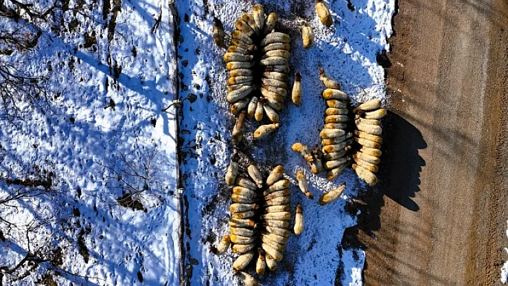 Küçükbaş hayvan yetiştiricilerin zorlu kış mesaisi