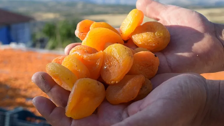 Malatya'da 20 milyonluk kuru kayısı vurgunu