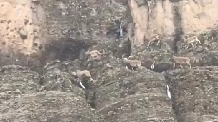 Malatya'da sürü halindeki yaban keçileri görüntülendi